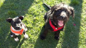 Flash and Atticus in puppy preschool for medium & large breed pups in Blacktown.