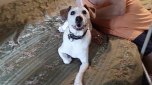 Spock, an older dog with movement issues who needed to be trained to use stairs to get up and off his mum's bed.